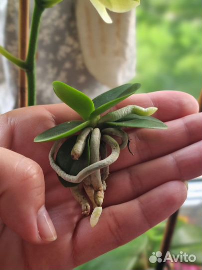 Орхидея минмару