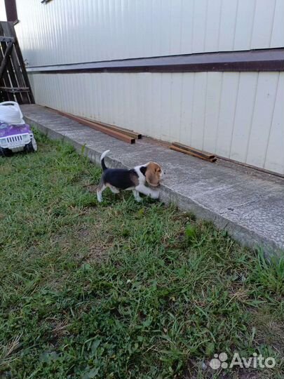 Щенки бигль