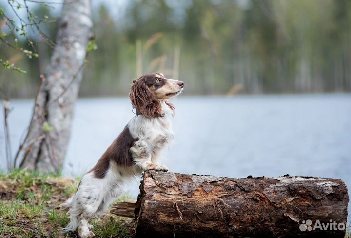 Такса кроличья длинношерстная пайболд вязка