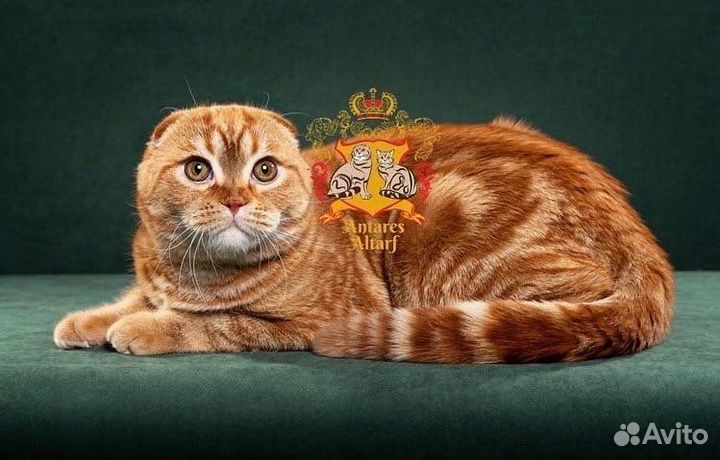 Вязка шотландский вислоухий кот SFS d22