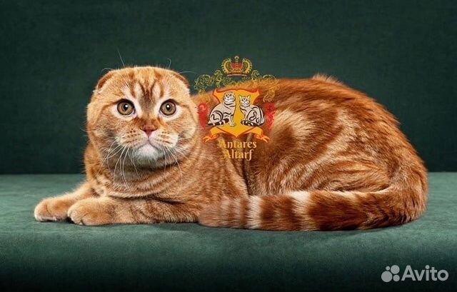 Вязка шотландский вислоухий кот SFS d22