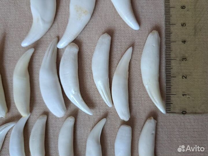 Имитация клыки рыси