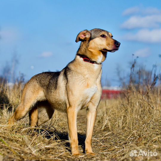 Собака Грета из приюта