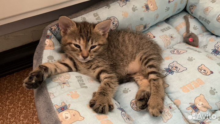 Малышки-разбойницы и их мамочка (котята)