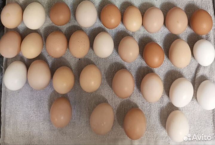 Инкубационное яйцо кур