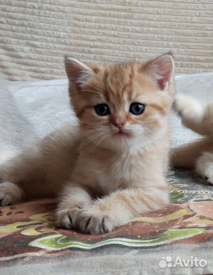 Британские золотые и серебристые шиншиллы