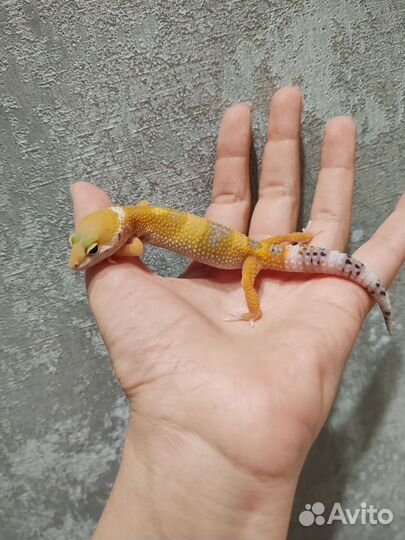 Геккон эублефар