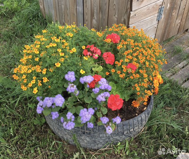 Рассада бархатцы мелкоцветковые и Агератум