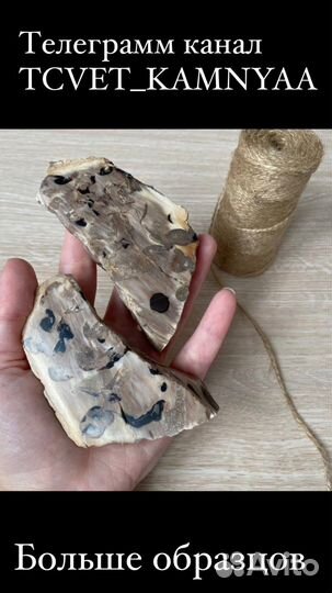 Окаменелости аммониты