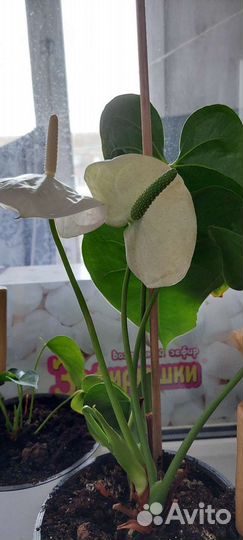 Комнатные цветы антуриум