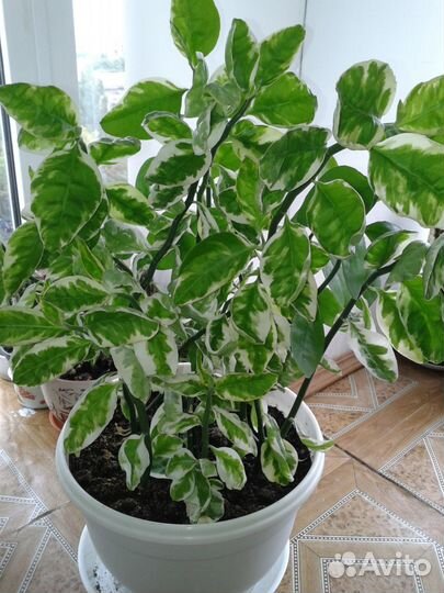 Педилантус, драцена, рео, хавортия, стапелия