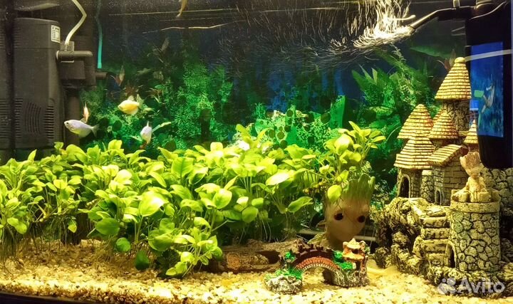 Аквариумные растения