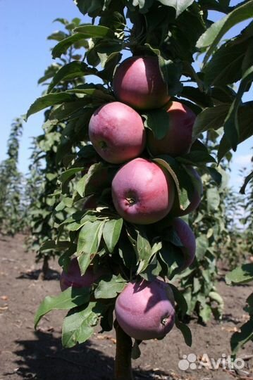 Саженцы Яблони колоновидной 1-2 года