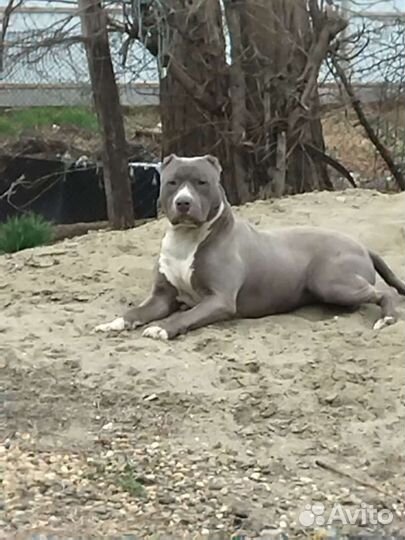 Питбуль Вязка