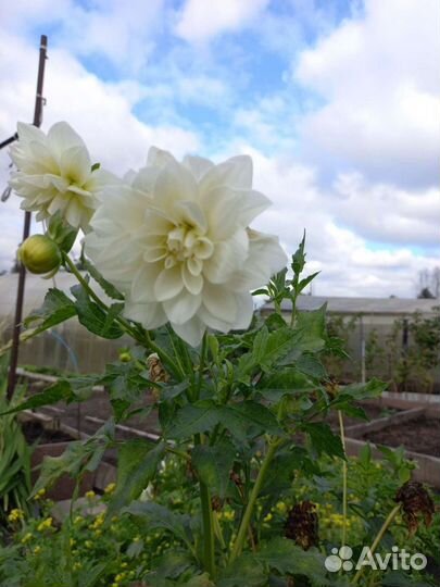 Георгины клубни