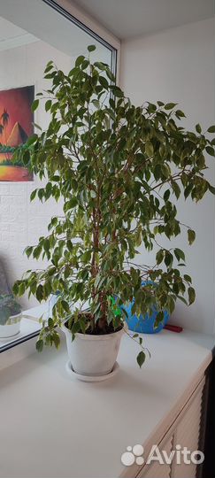 Фикус бенджамина большой