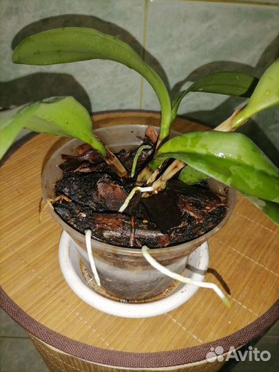 Орхидея каттлея