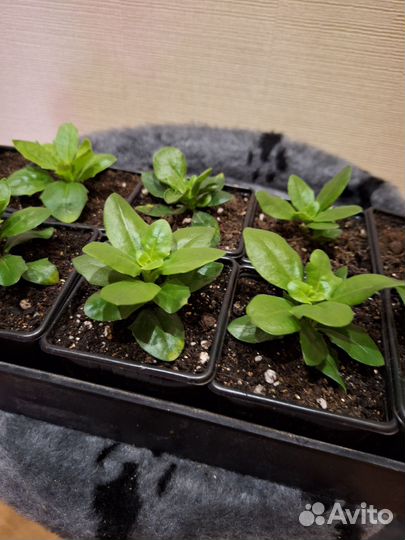 Остеоспермум махровый