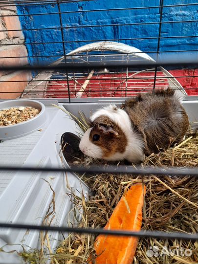 Морская свинка с клеткой