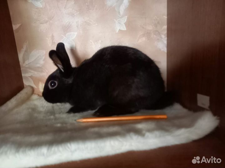 Карликовые кролики