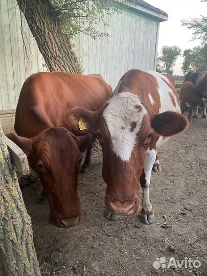 Коровы и телки бычки телята
