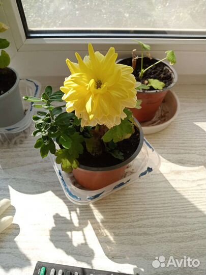 Хризантема кустовая саженцы