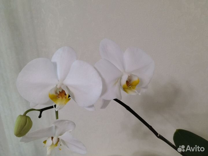 Орхидея фаленопсис