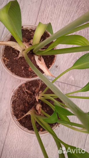 Купена, хоста