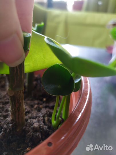 Пеперомия рейндроп Raindrop