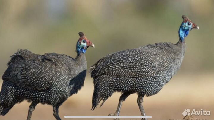 Цесарка подрощеная (бройлерная)