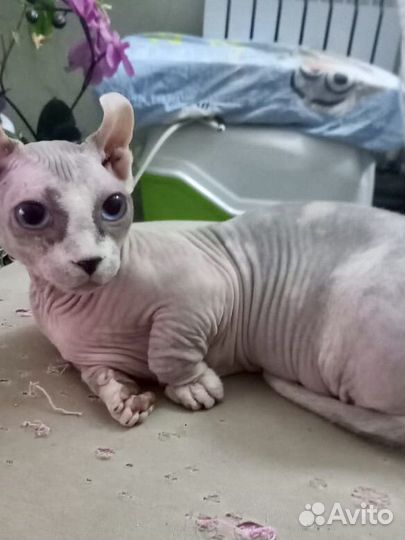 Канадский сфинкс, двэльфийка Тиффани