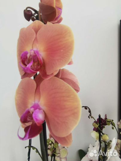 Орхидея отцвели Вулкано Volcano золотое яблоко