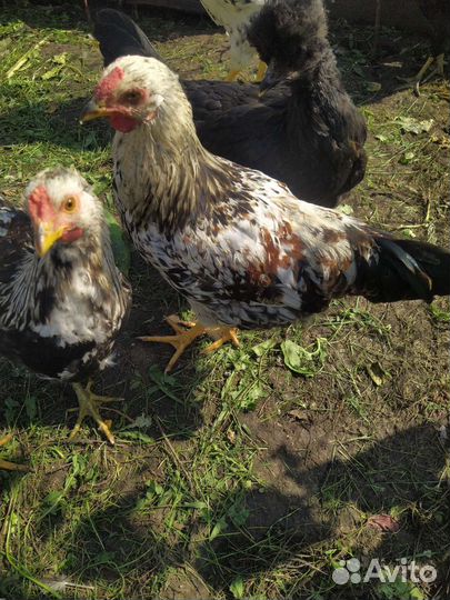 Петухи