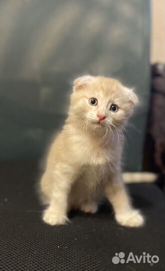 Котята в добрые руки даром