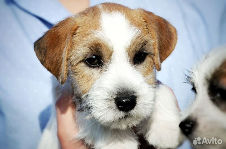 Щенки джек рассел терьер жесткошерстных