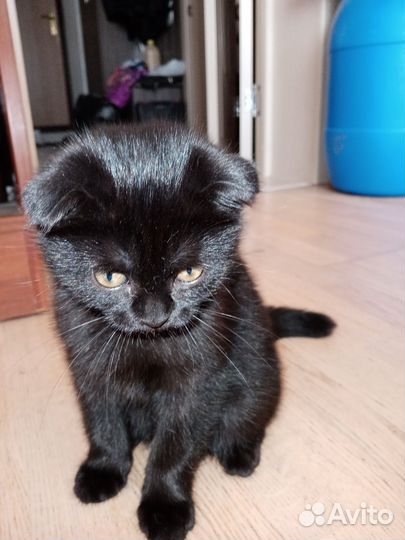 Кошечка в добрые руки