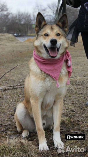 Собака в добрые руки