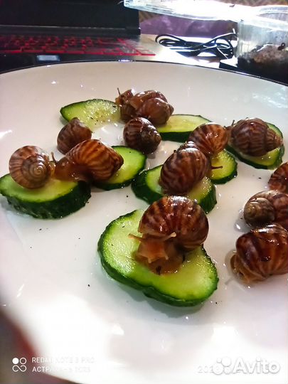 Улитки Ахатины бесплатно