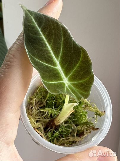 Алоказия блек вельвет, регал шилдс,пинк дракон