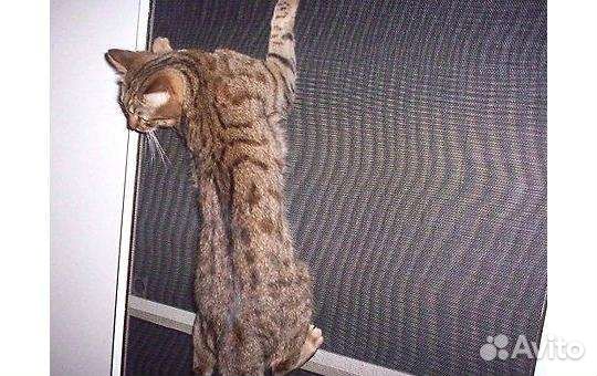 Антикошка сетка москитная для окон