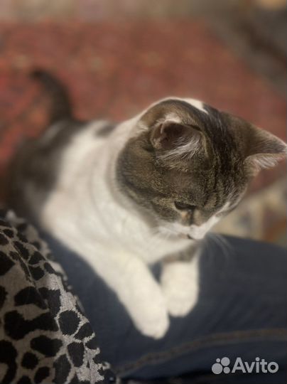 Кошечка стерилизованая,2 года