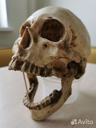 Череп-копилка 