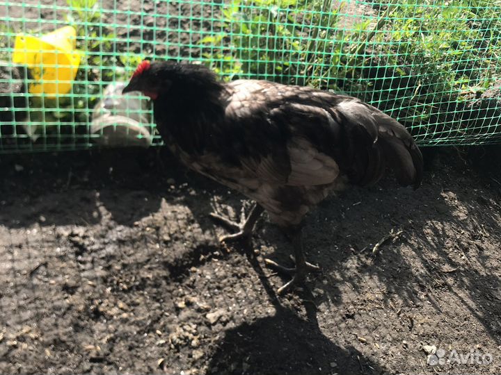 Петухи австролорп