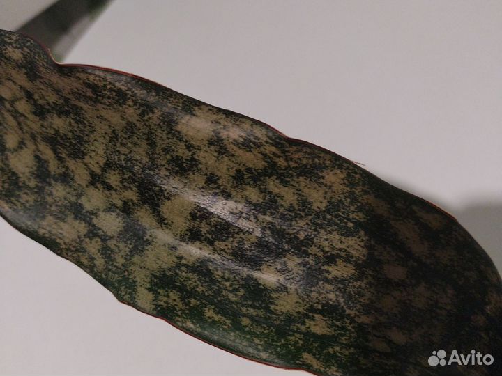 Сансевиерия кирки Браун