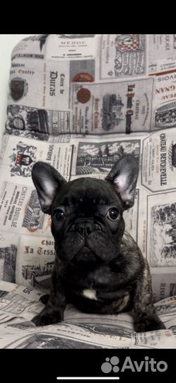 Французские бульдожки