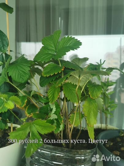 Саженцы земляники комнатной