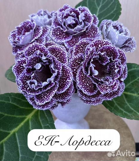 Глоксиния детки 21 сорт