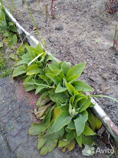 Цветы многолетние