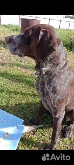 Курцхаар вязка