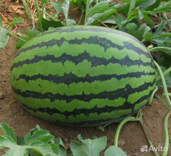 Семена арбуза Биг Бой F1